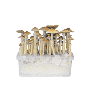 grow-amazonian-mushroom-kit