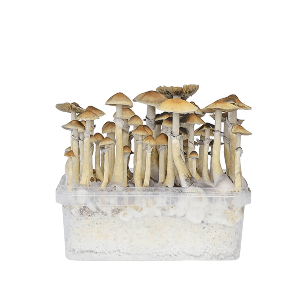 grow-amazonian-mushroom-kit