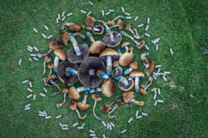 magic-mushroom-shop