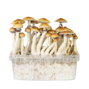 grow-mushroom-kit